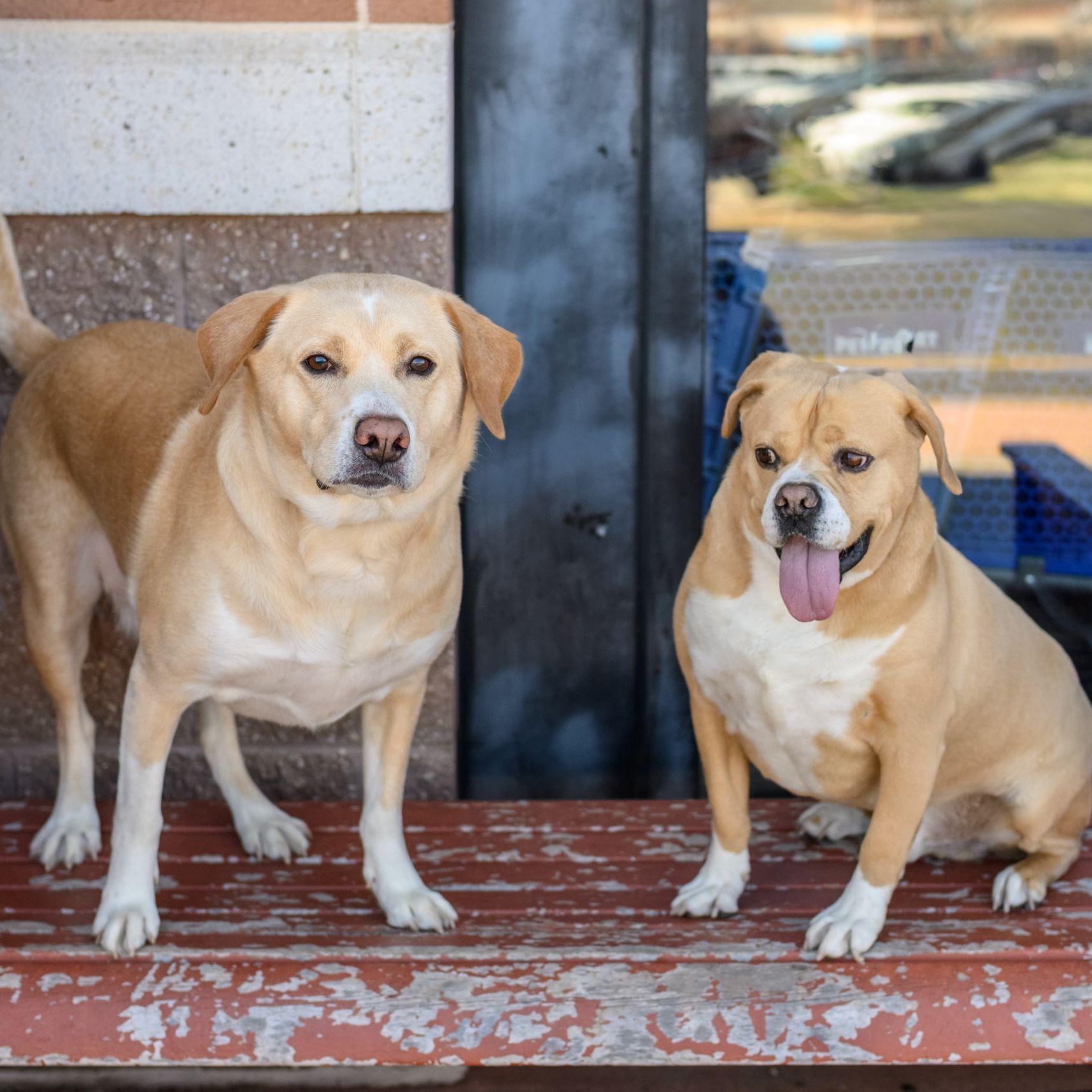 Enlarge WALLY & JUNIOR, a ADOPTABLE Mixed Breed in Hamilton, NJ image 4/6