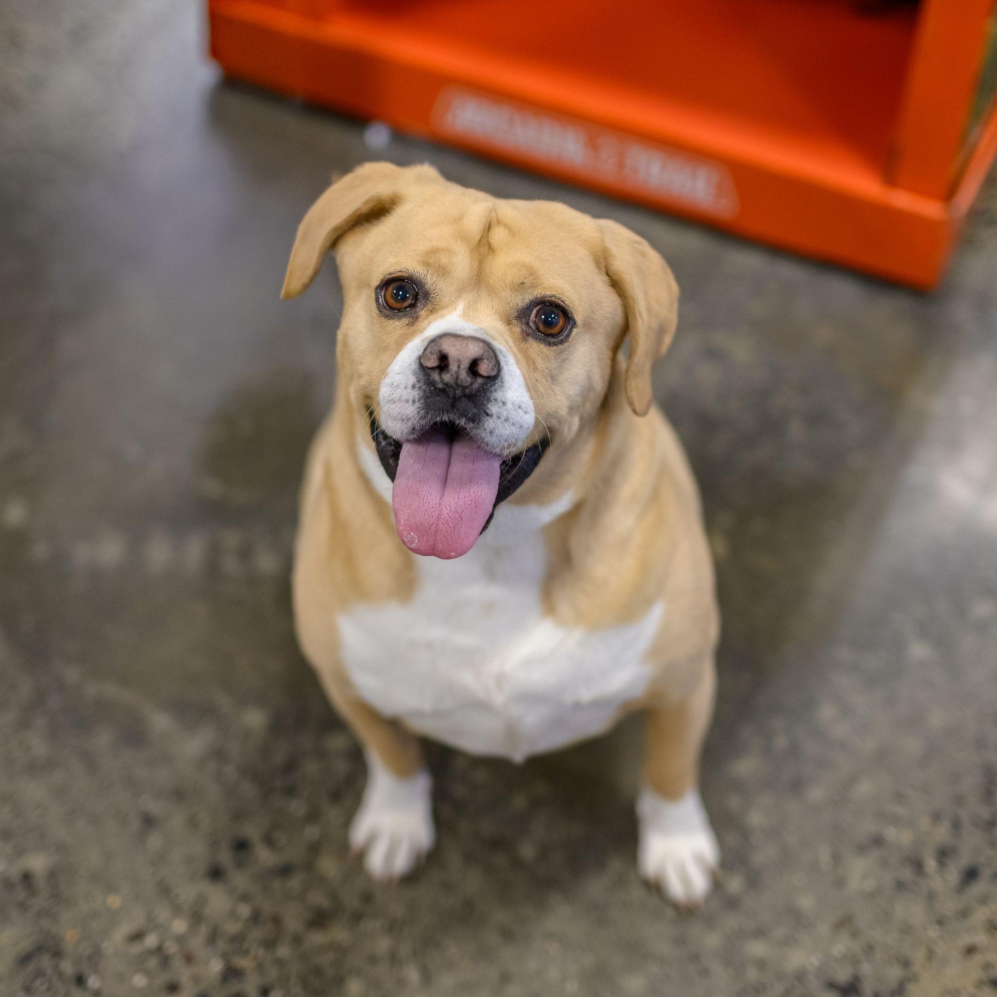 Enlarge WALLY & JUNIOR, a ADOPTABLE Mixed Breed in Hamilton, NJ image 6/6