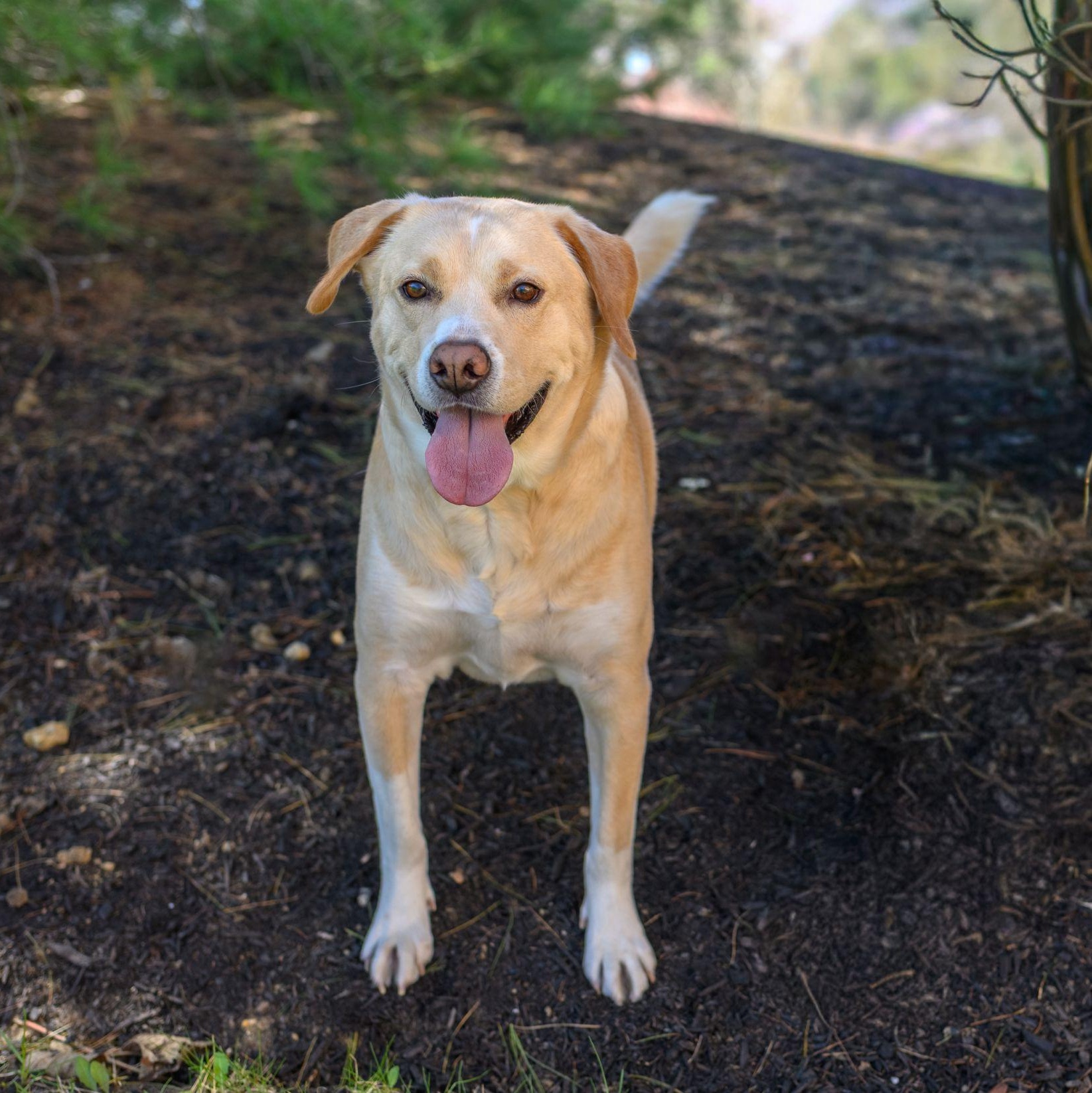 Enlarge WALLY & JUNIOR, a ADOPTABLE Mixed Breed in Hamilton, NJ image 5/6