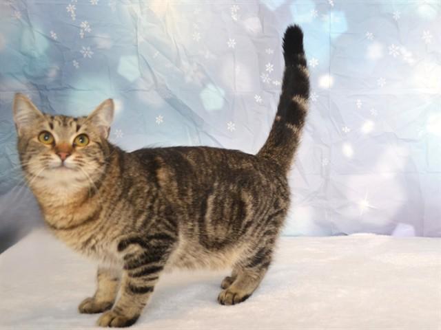 TABBYTHA, Adoptable, Young Female Domestic Short Hair & Domestic Short Hair.