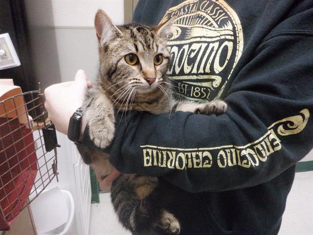 TABBYTHA, Adoptable, Young Female Domestic Short Hair & Domestic Short Hair.