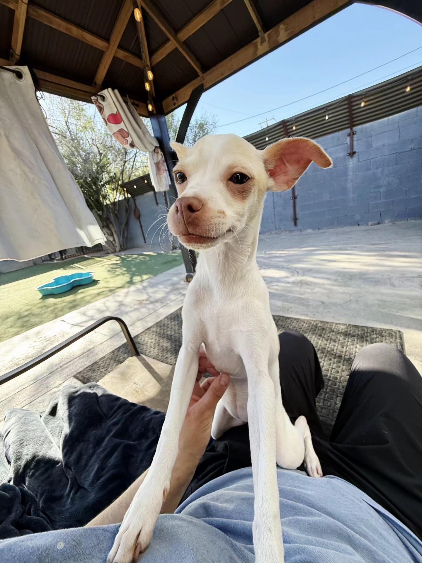 Enlarge Pearl, a ADOPTABLE mixed breed in Phoenix, AZ image 2/4