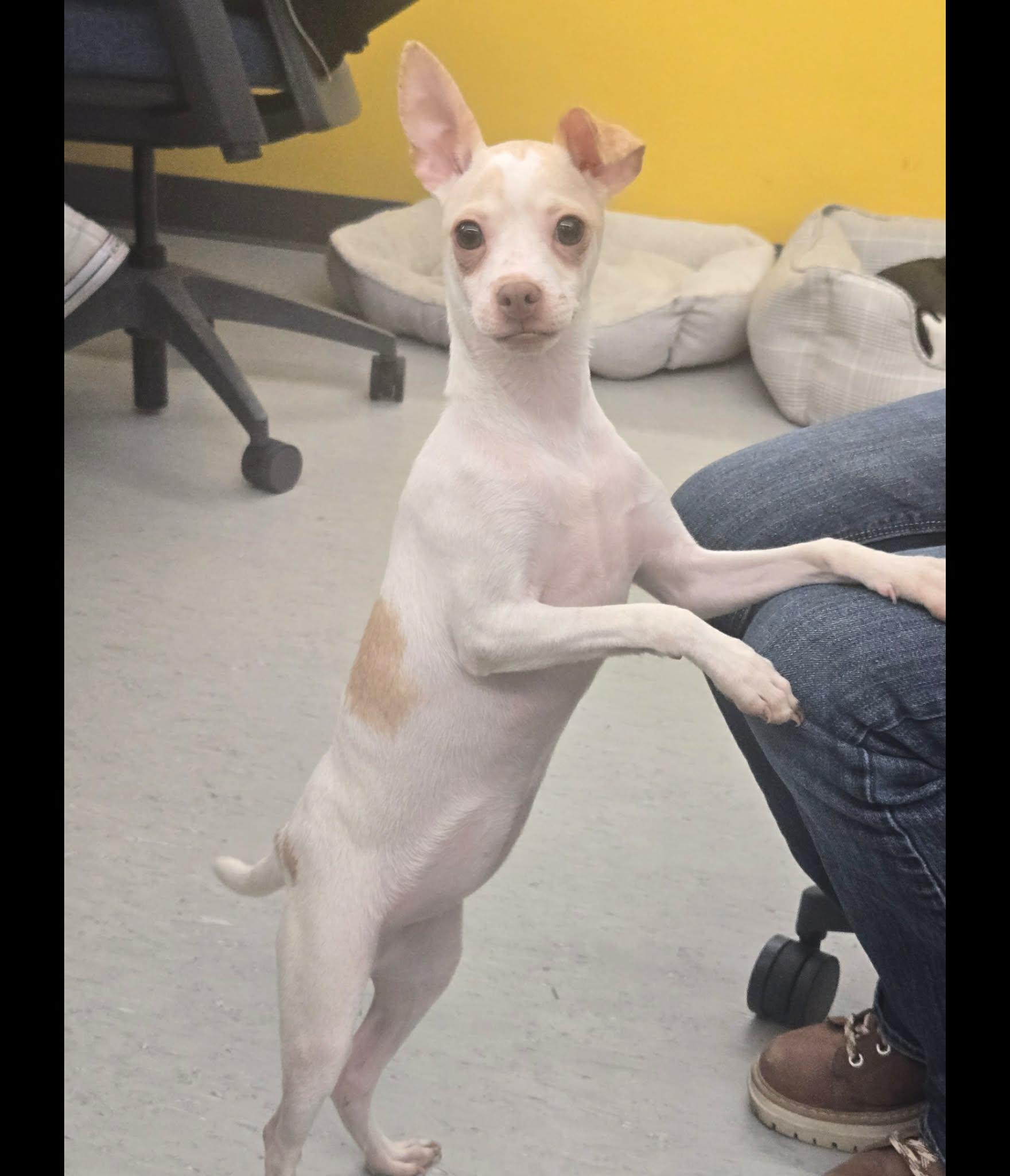 Enlarge Pearl, a ADOPTABLE mixed breed in Phoenix, AZ image 3/4