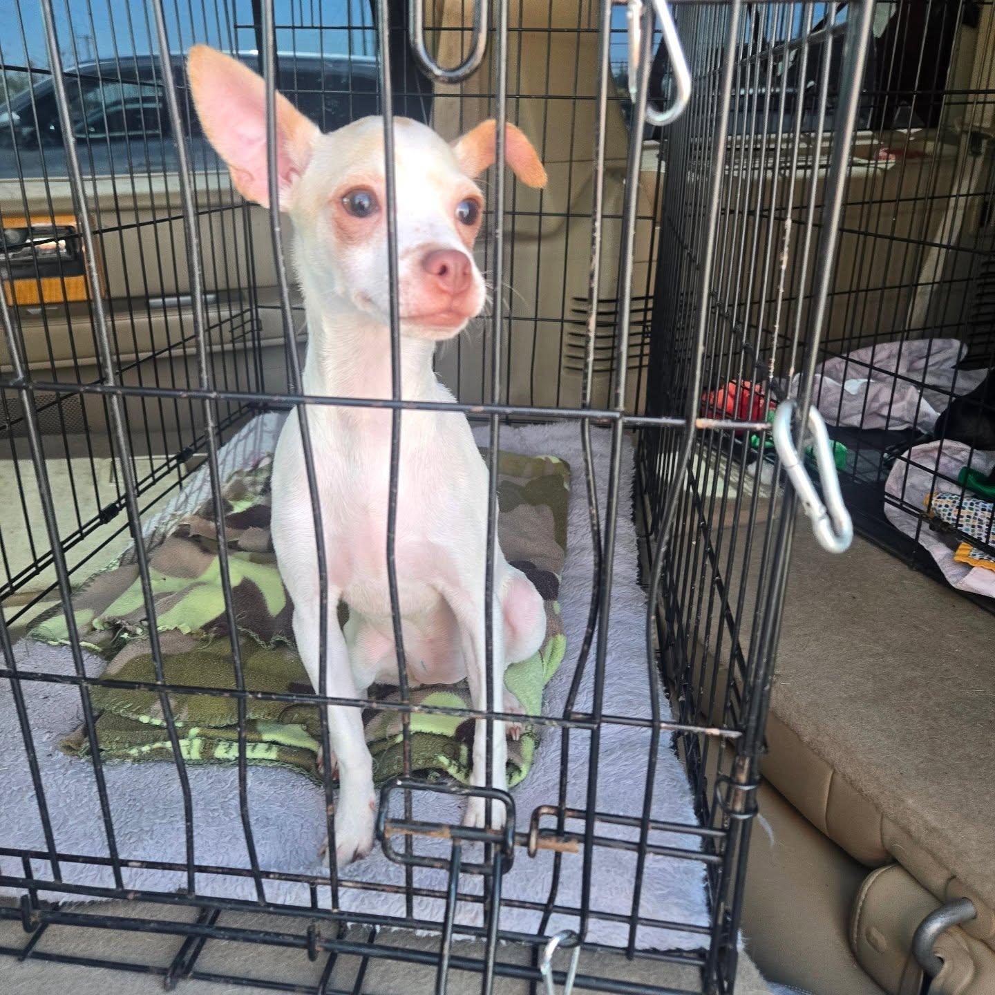 Enlarge Pearl, a ADOPTABLE mixed breed in Phoenix, AZ image 4/4