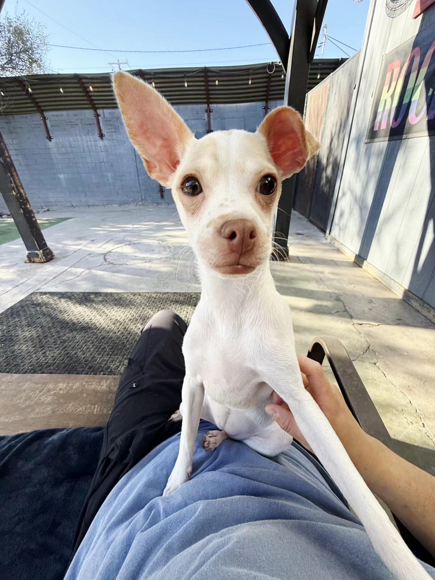 Enlarge Pearl, a ADOPTABLE mixed breed in Phoenix, AZ image 1/4