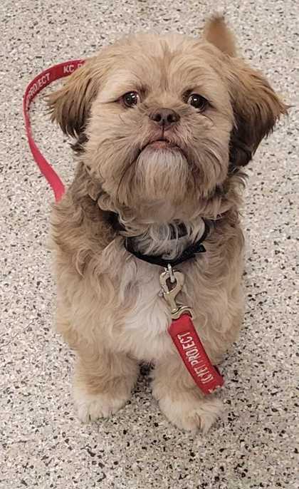 Prince, Adoptable, Adult Male Shih Tzu & Mixed Breed.