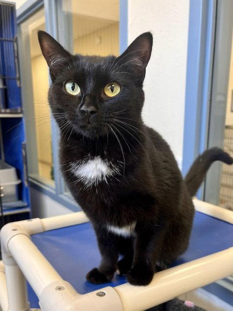 Cake, Adoptable, Adult Female Domestic Short Hair.