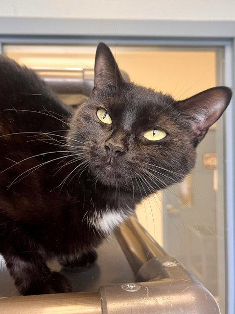 Cake, a Adoptable Domestic Short Hair in Webster, WI image 2/3