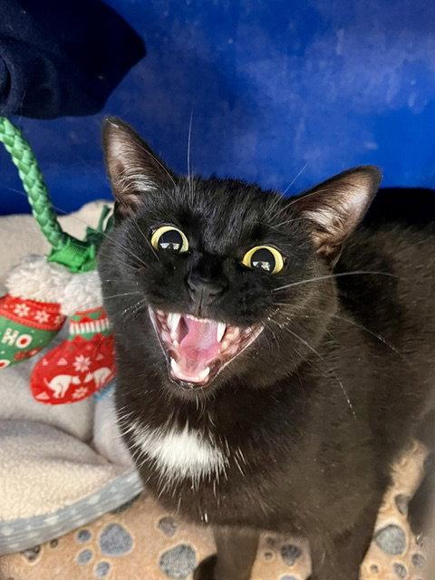 Cake, a Adoptable Domestic Short Hair in Webster, WI image 3/3