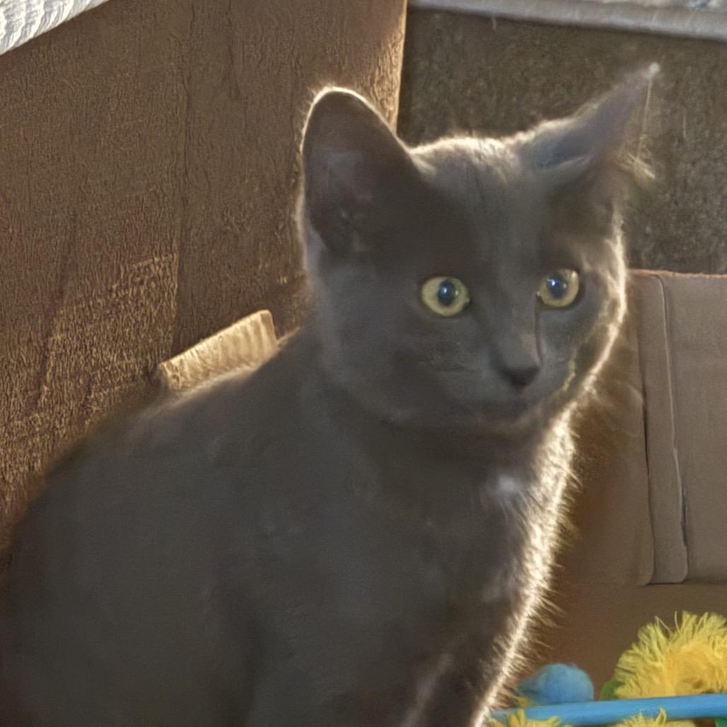 Enlarge Pac-Man, a Adoptable Domestic Short Hair in Ferndale, WA image 1/1