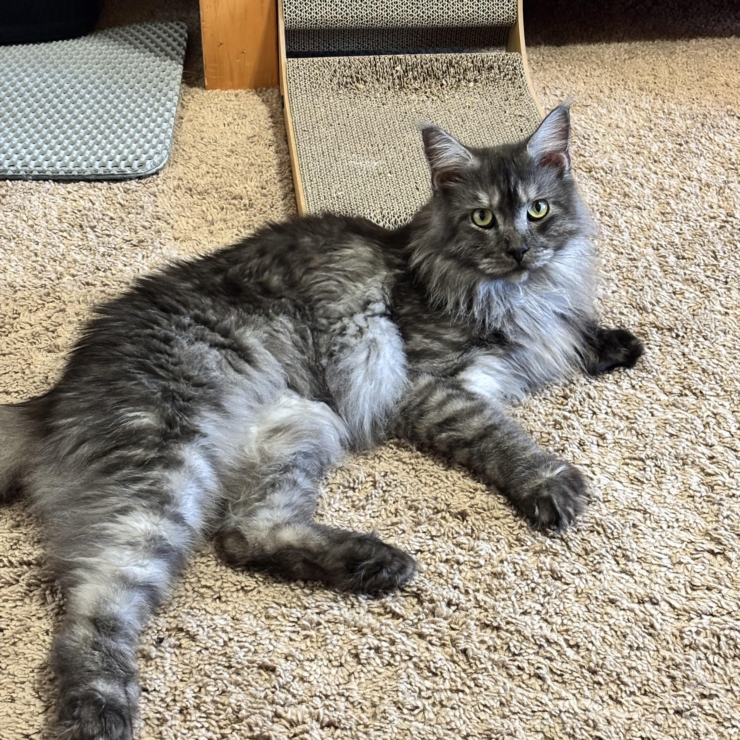 Enlarge Jean Grey (Jeannie), an adopted Maine Coon in Haslet, TX image 2/6
