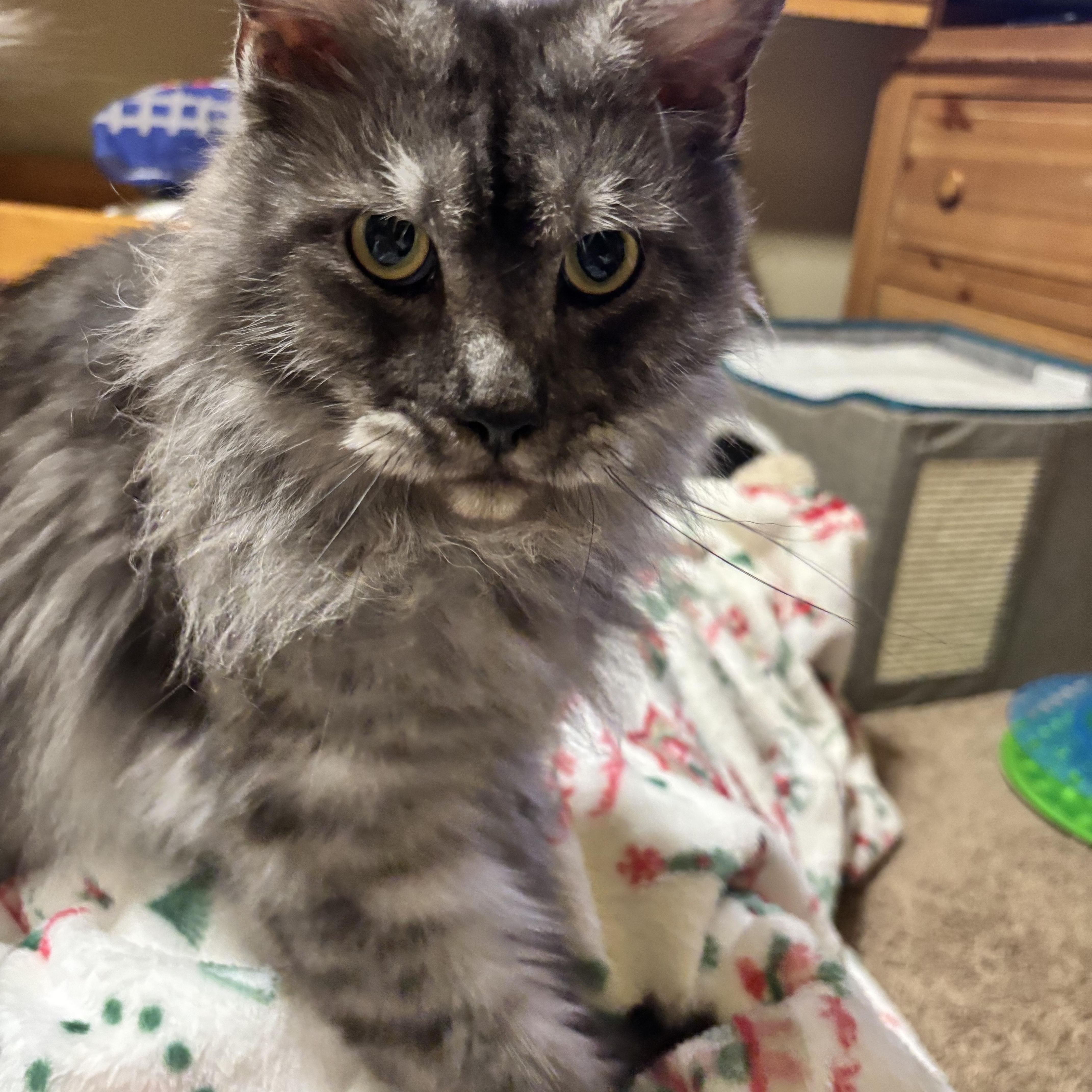 Enlarge Jean Grey (Jeannie), an adopted Maine Coon in Haslet, TX image 6/6