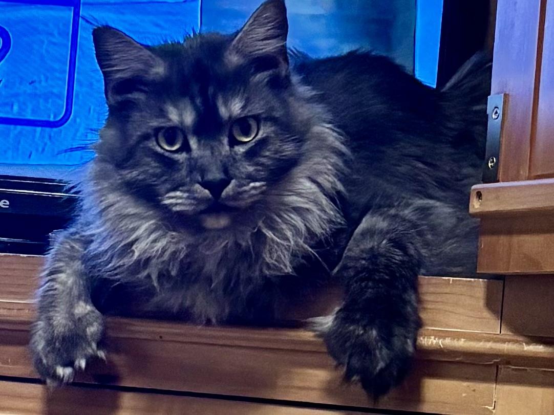 Enlarge Jean Grey (Jeannie), an adopted Maine Coon in Haslet, TX image 5/6