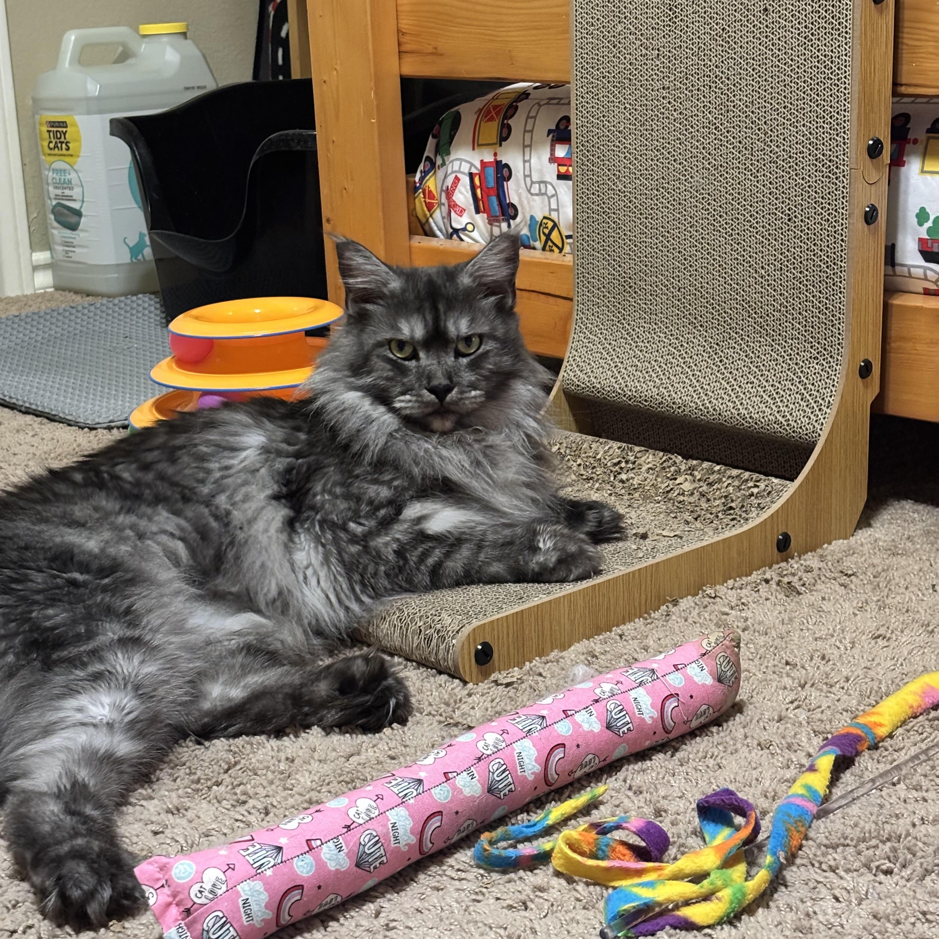 Enlarge Jean Grey (Jeannie), an adopted Maine Coon in Haslet, TX image 1/6