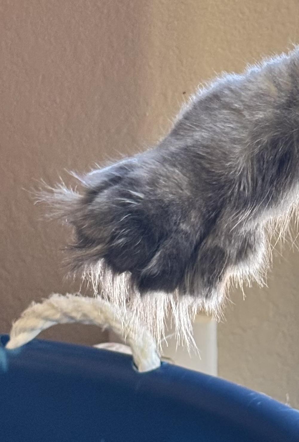 Enlarge Jean Grey (Jeannie), an adopted Maine Coon in Haslet, TX image 4/6