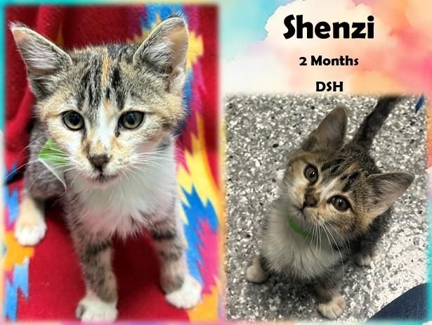 Shenzi