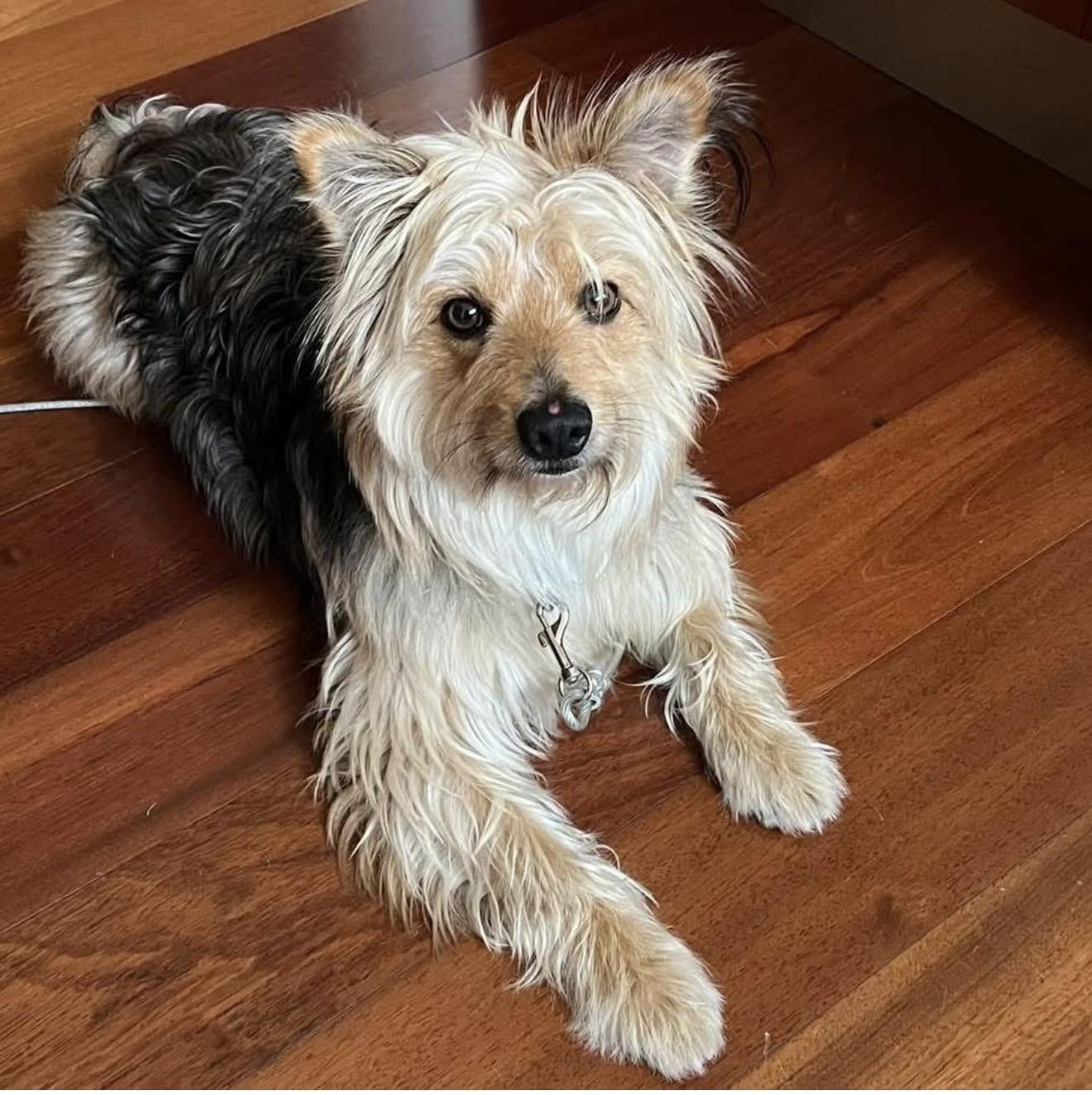 Taco, ADOPTABLE, Adult Male Yorkshire Terrier.