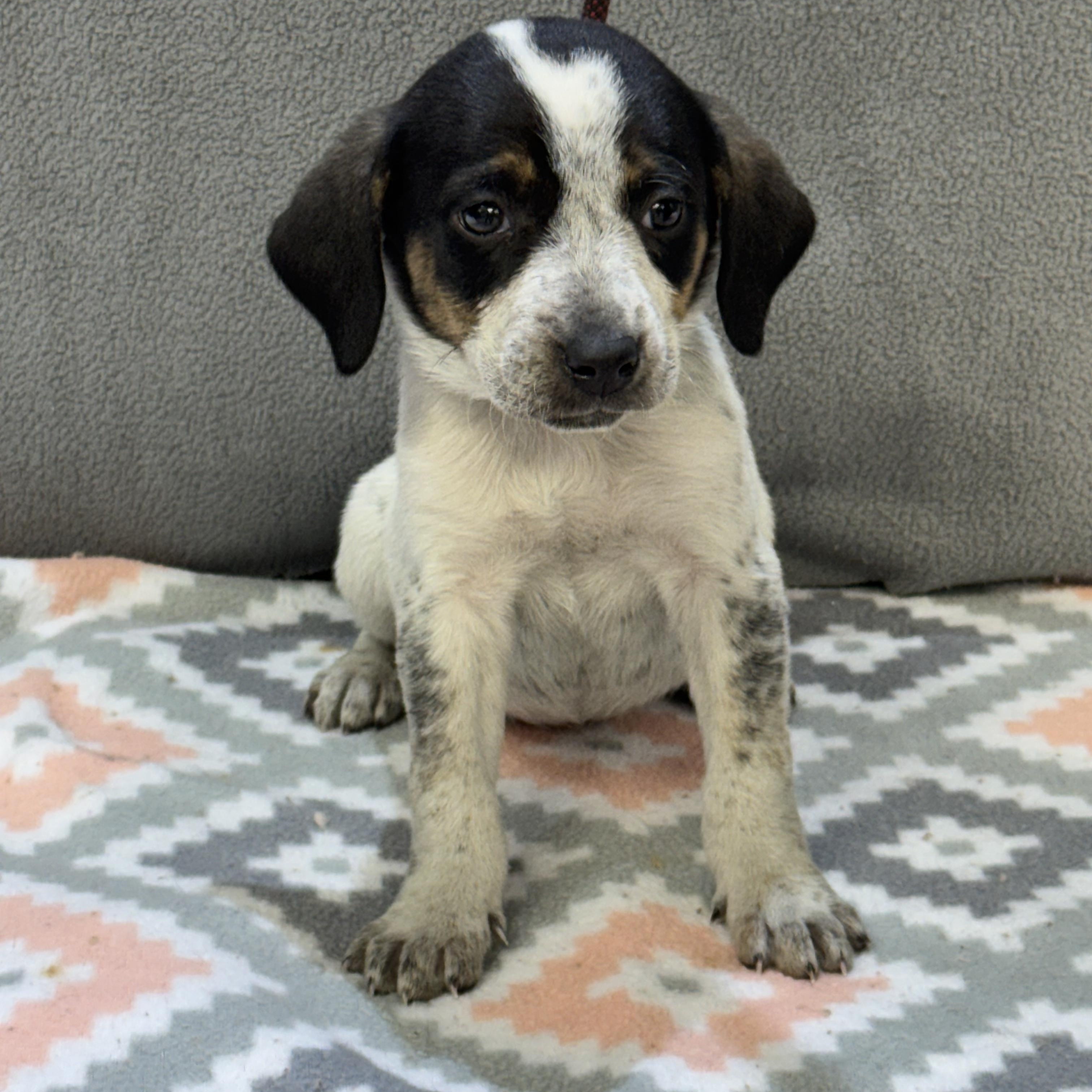 Enlarge Karol, an adopted mixed breed in Maynardville, TN image 1/1