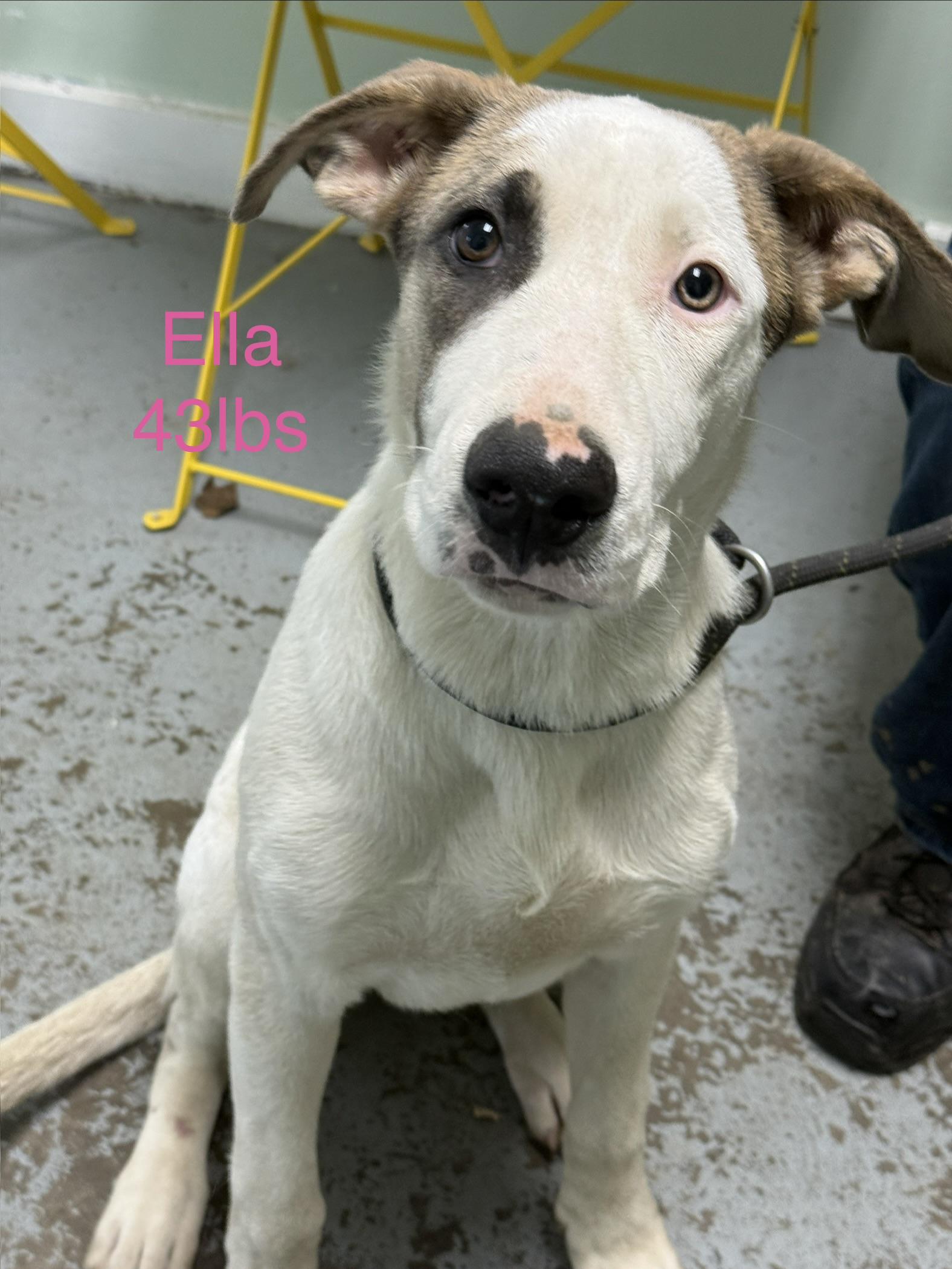 Enlarge Ella, a Adoptable mixed breed in Fayetteville, WV image 1/1