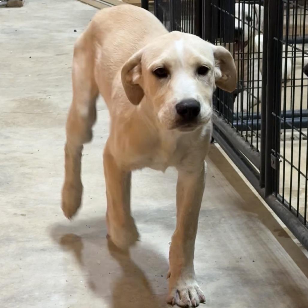 Butterscotch, Adoptable, Young Male Labrador Retriever & Pit Bull Terrier.