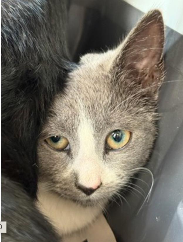 Ethel, adoptable, Young Female Domestic Short Hair.