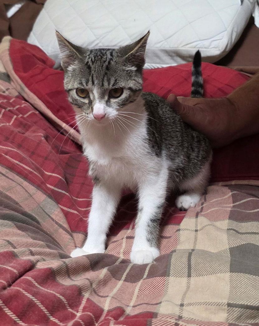 Leo, a Adoptable Domestic Short Hair in Zimmerman, MN image 1/2