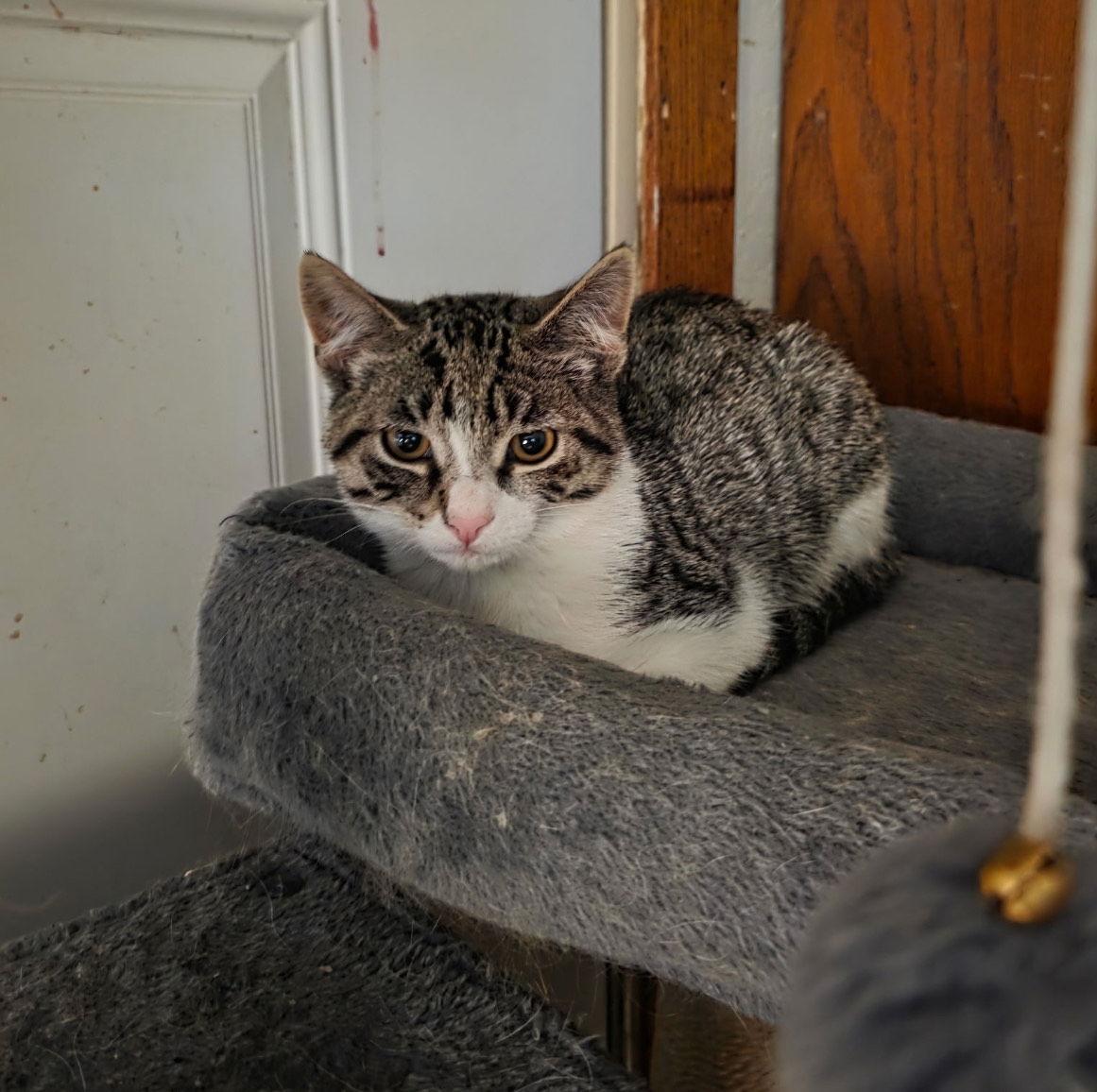 Leo, a Adoptable Domestic Short Hair in Zimmerman, MN image 2/2