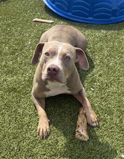 Enlarge SCOOPS, a Adoptable Pit Bull Terrier in Toledo, OH image 1/1