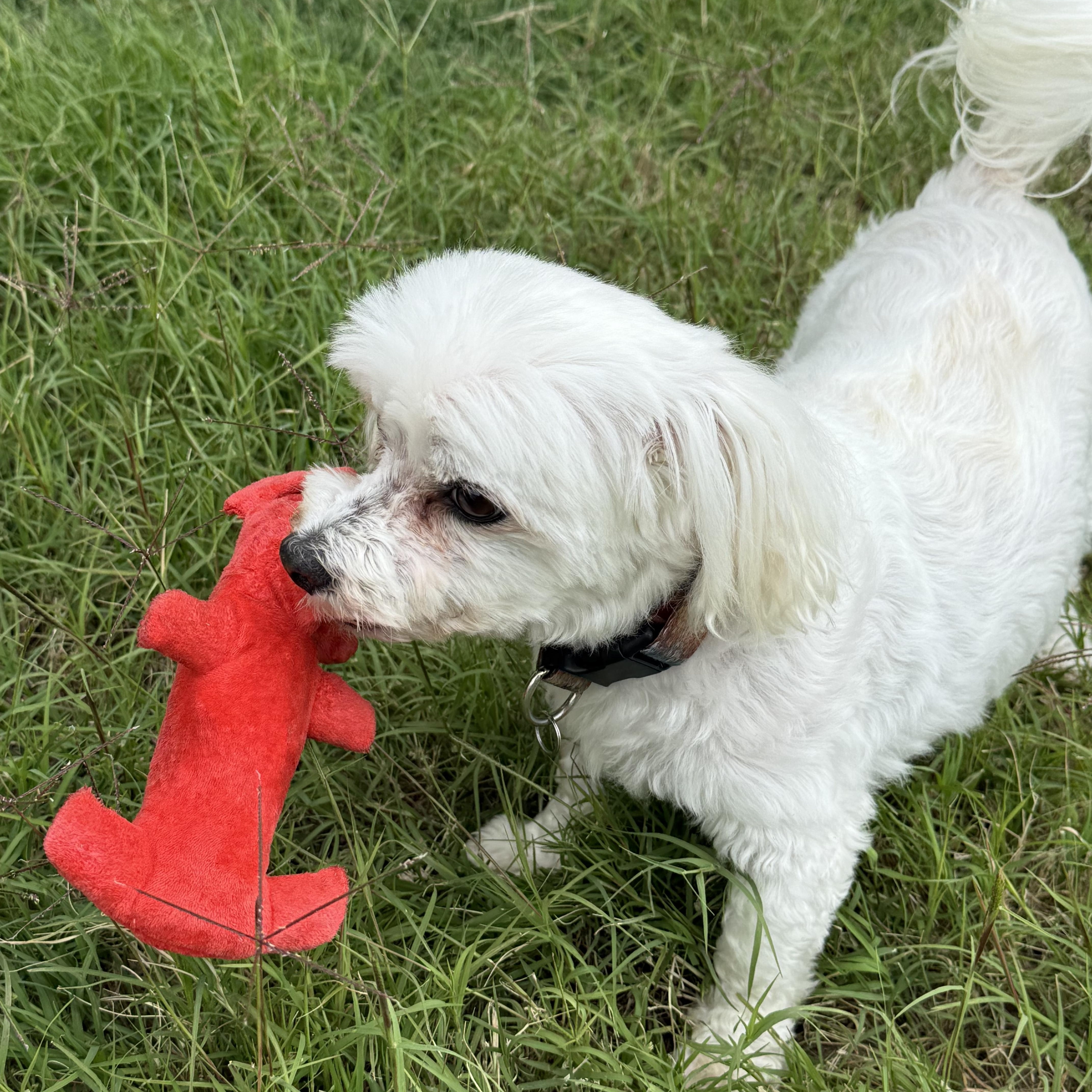 Enlarge Ditto, an adopted Maltese in Little Elm, TX image 3/3