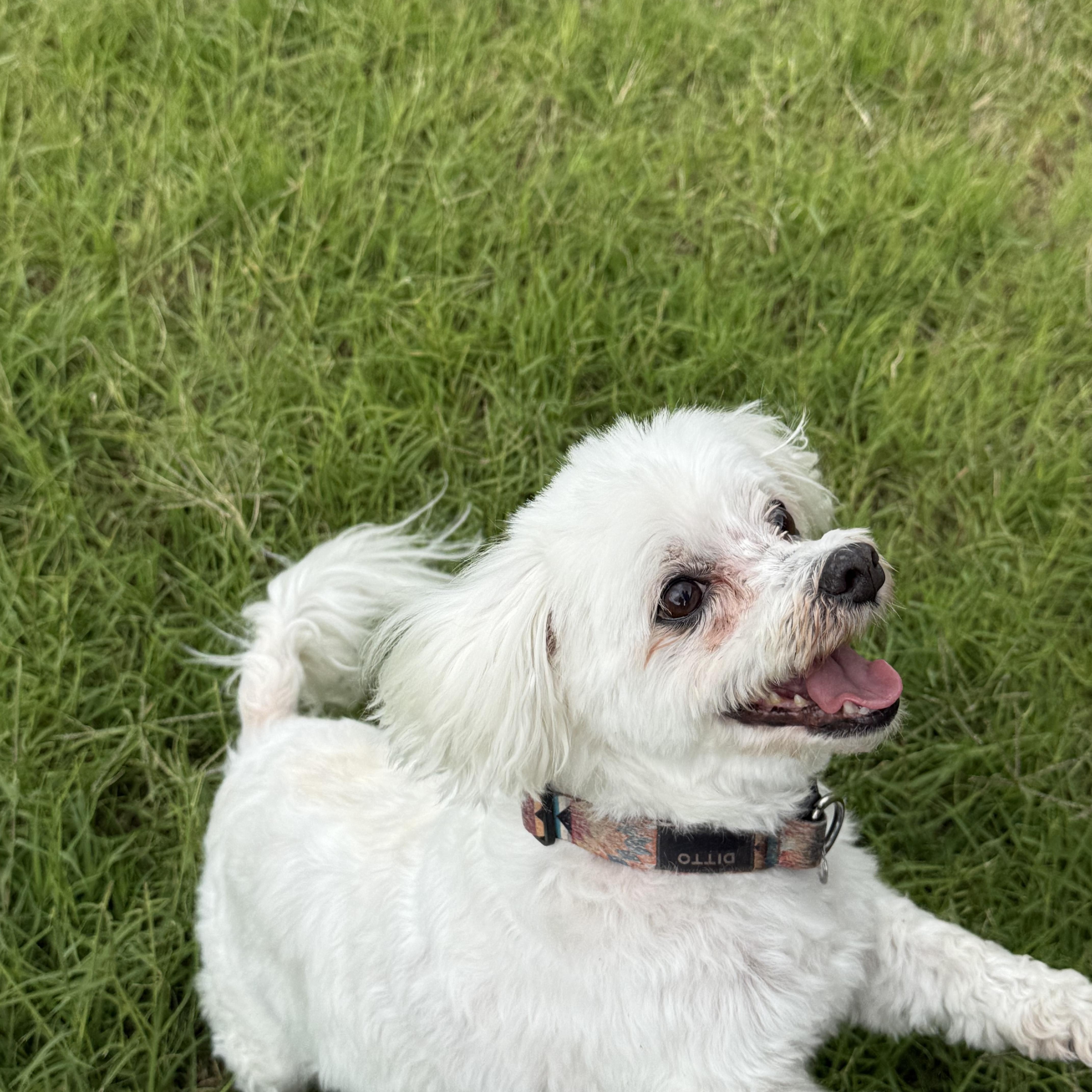 Enlarge Ditto, an adopted Maltese in Little Elm, TX image 2/3