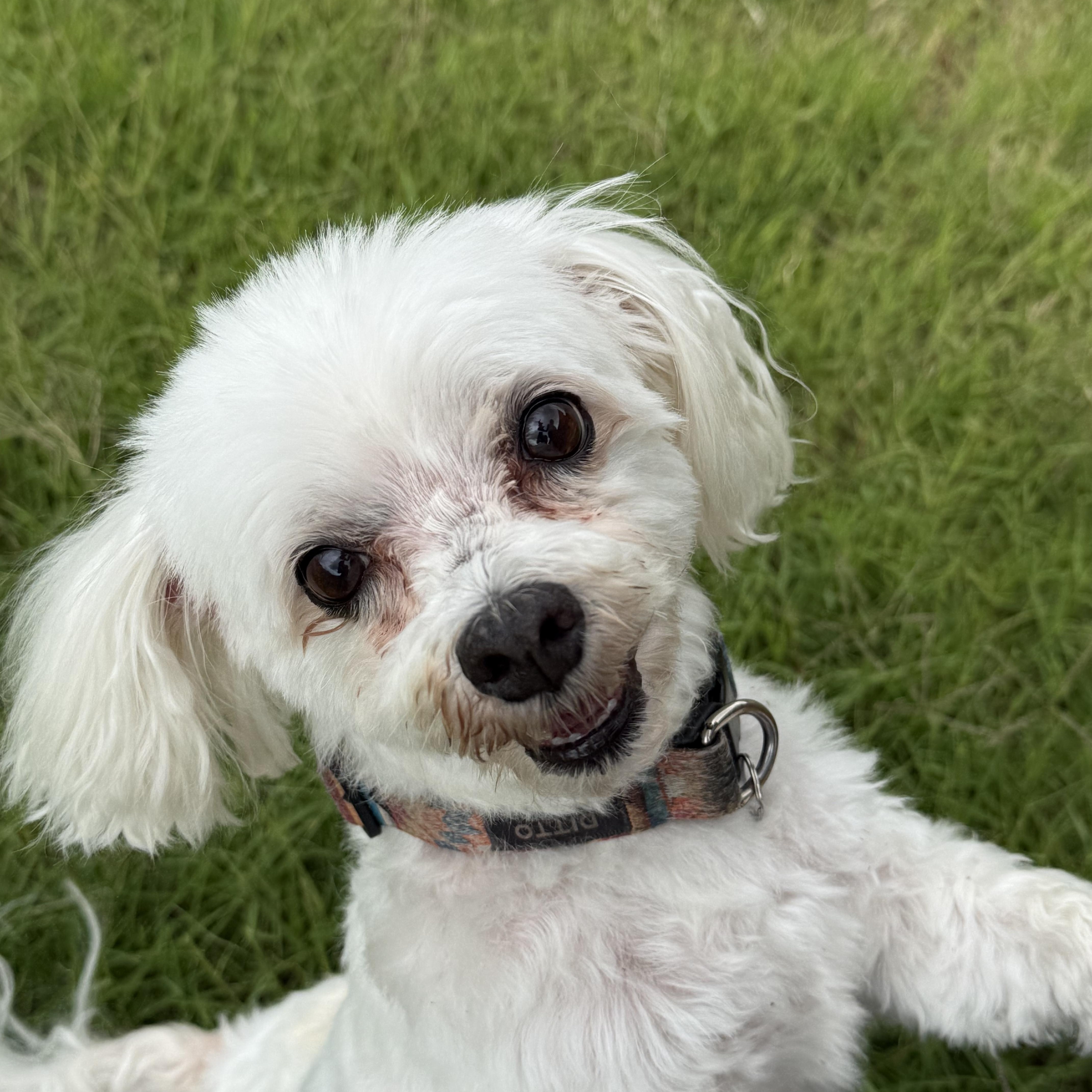 Ditto, adopted, Adult Male Maltese.