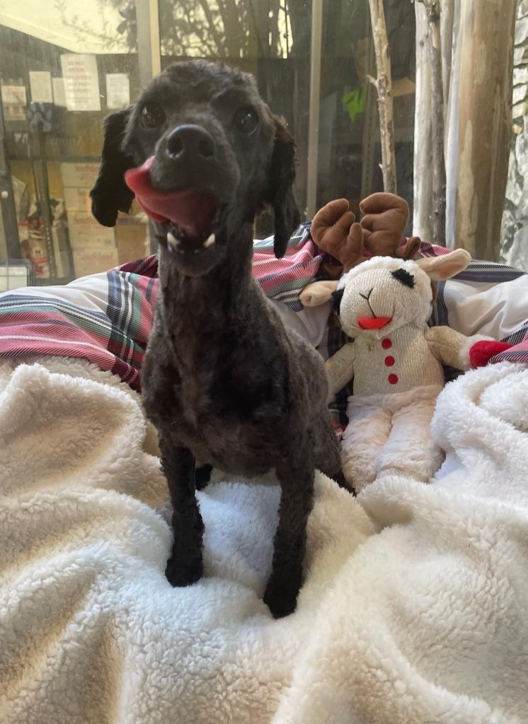 Cookie, a Adoptable Poodle in Fort Worth, TX image 1/2