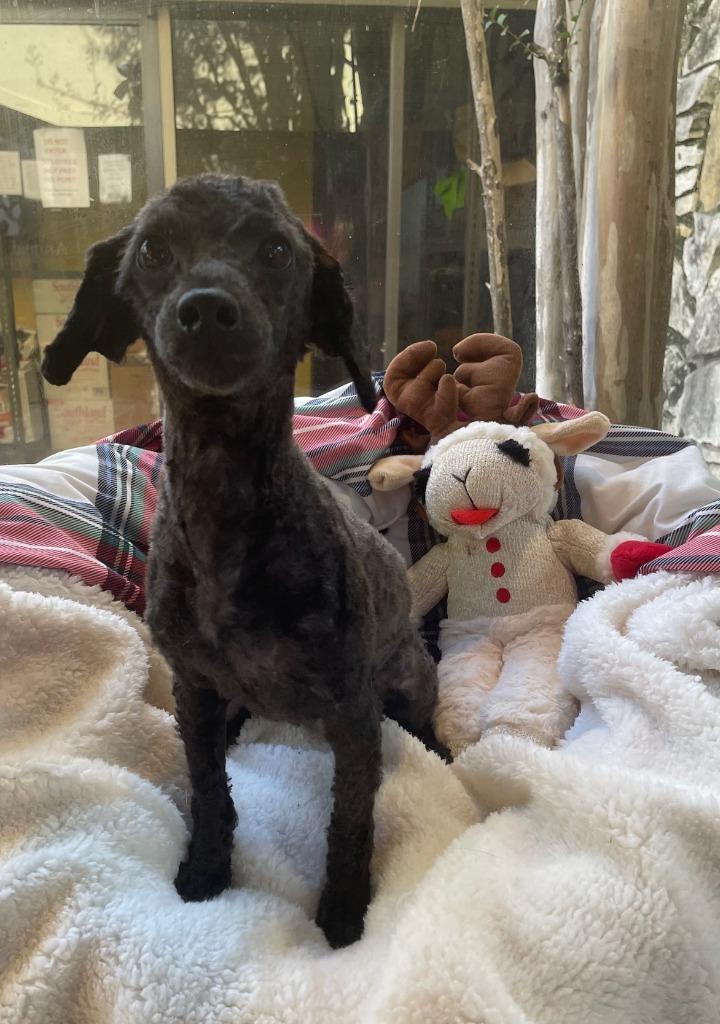 Cookie, a Adoptable Poodle in Fort Worth, TX image 2/2