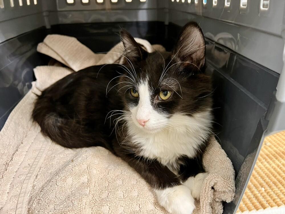 Adam, Adoptable, Kitten Male Domestic Medium Hair.