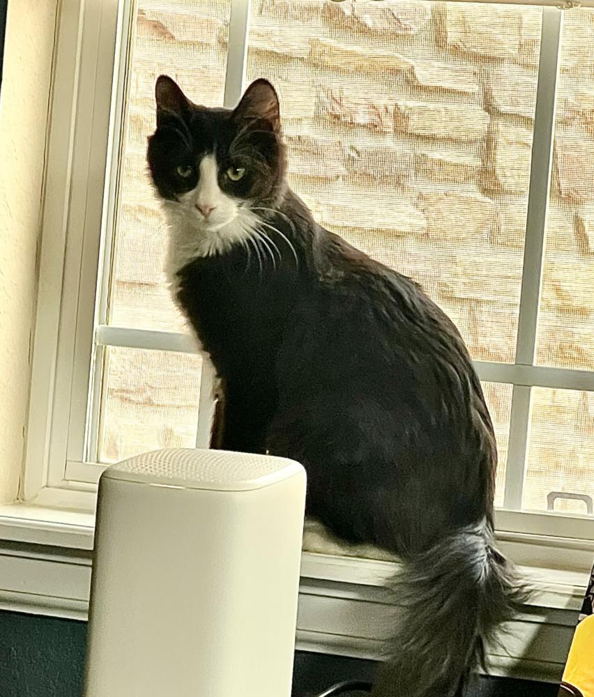 Enlarge Adam, a Adoptable mixed breed in Aurora, CO image 2/3