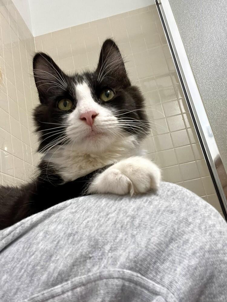 Enlarge Adam, a Adoptable mixed breed in Aurora, CO image 3/3