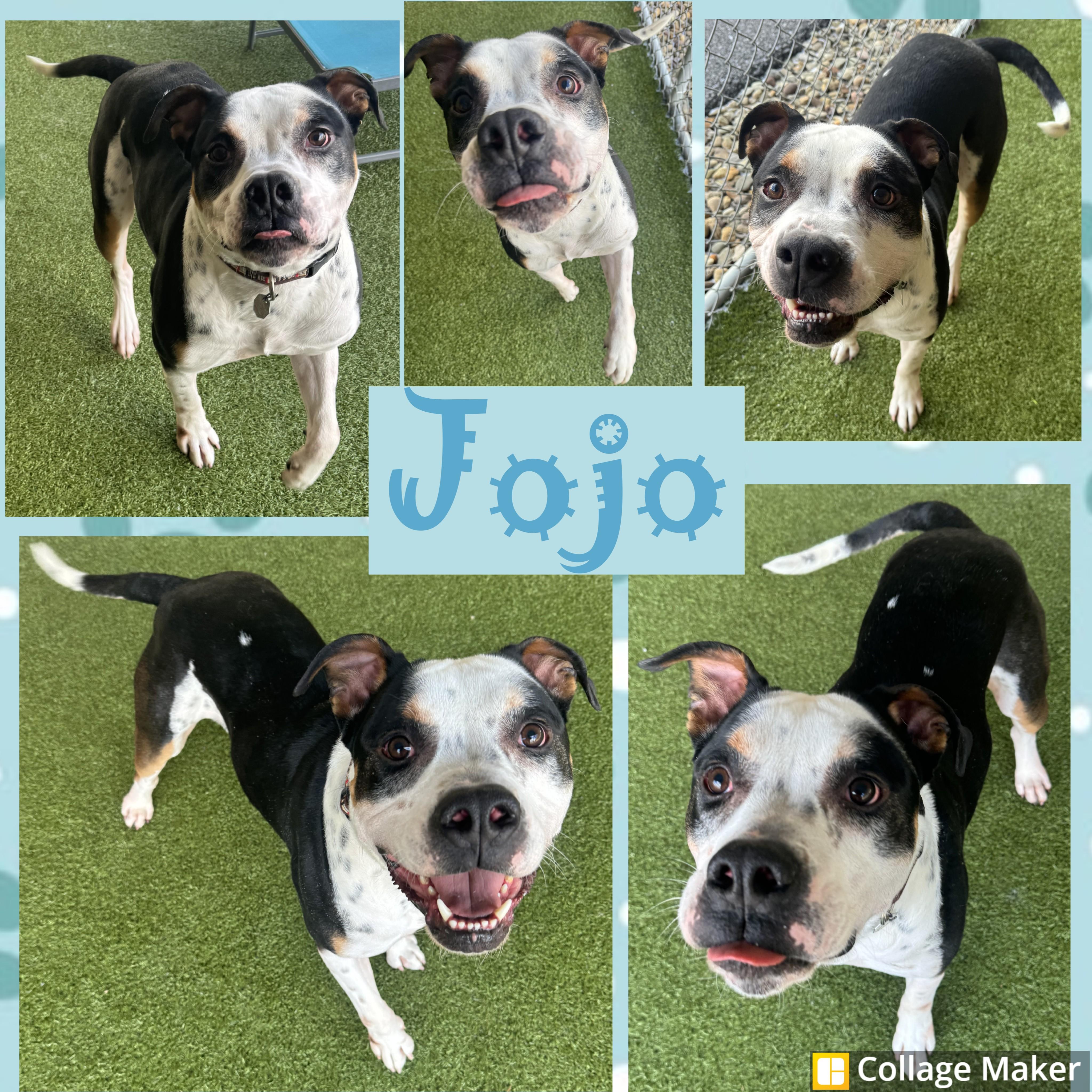 Enlarge Jojo, a ADOPTABLE mixed breed in Clearfield, PA image 1/1
