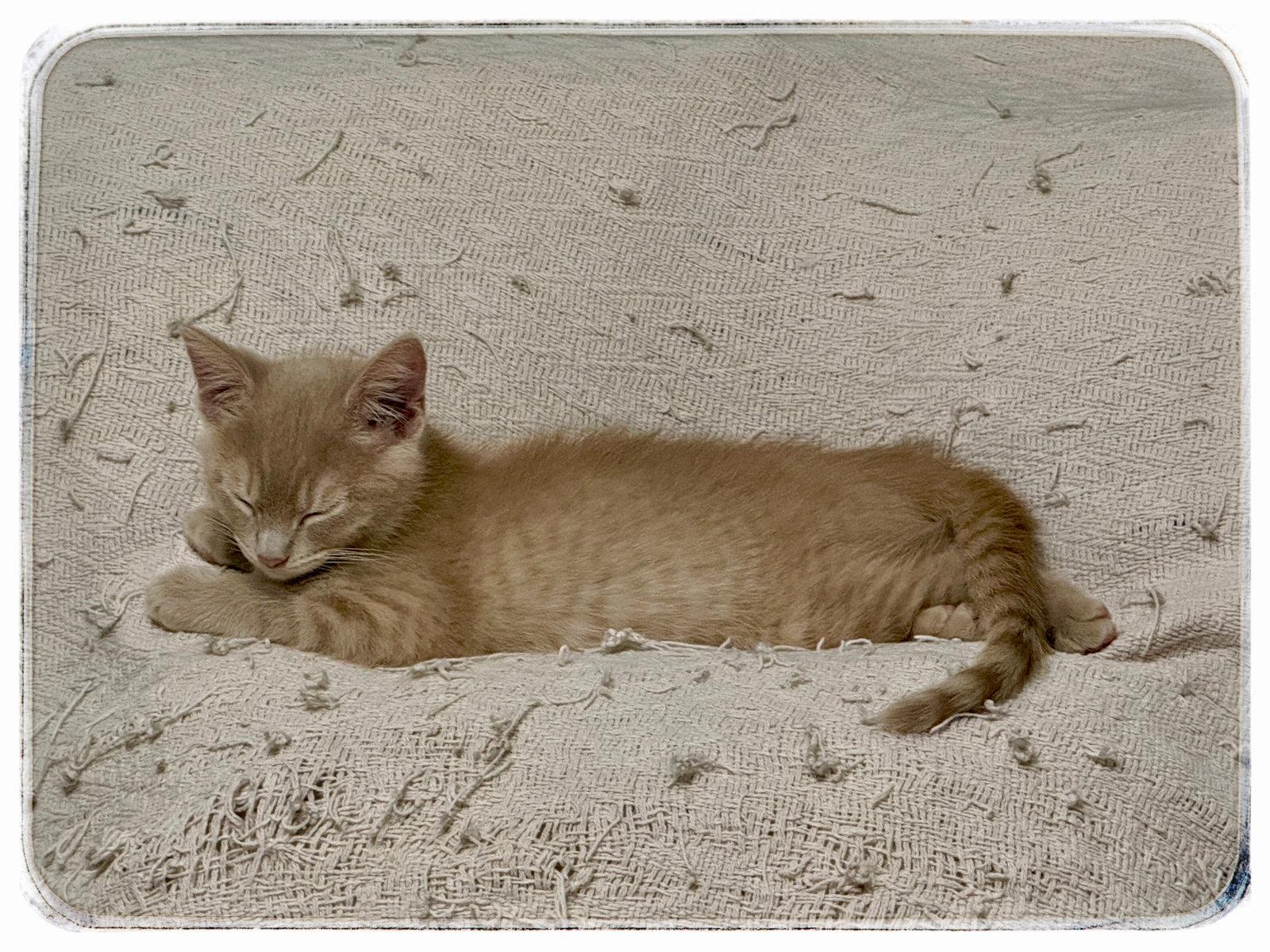 Sunny, Adoptable, Kitten Male American Shorthair.
