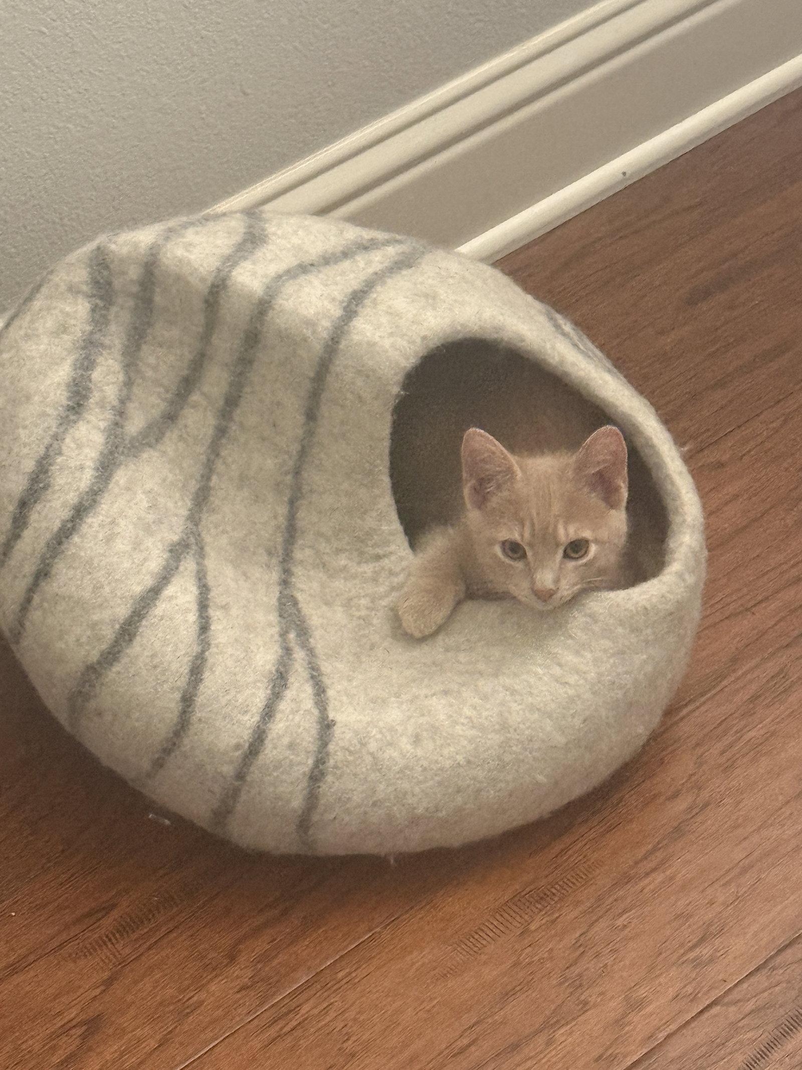 Sunny, a Adoptable American Shorthair in Shreveport, LA image 2/3