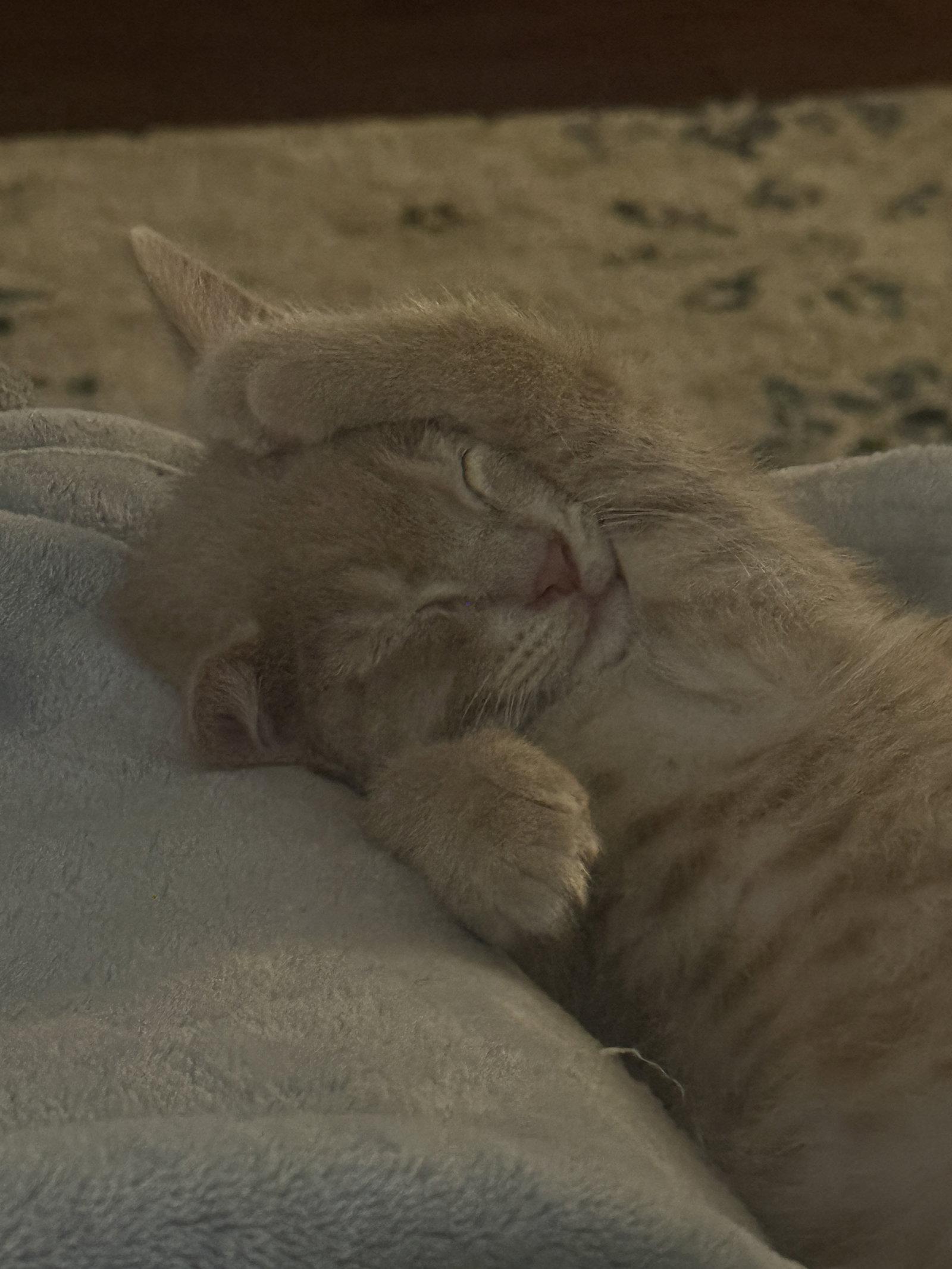 Sunny, a Adoptable American Shorthair in Shreveport, LA image 3/3