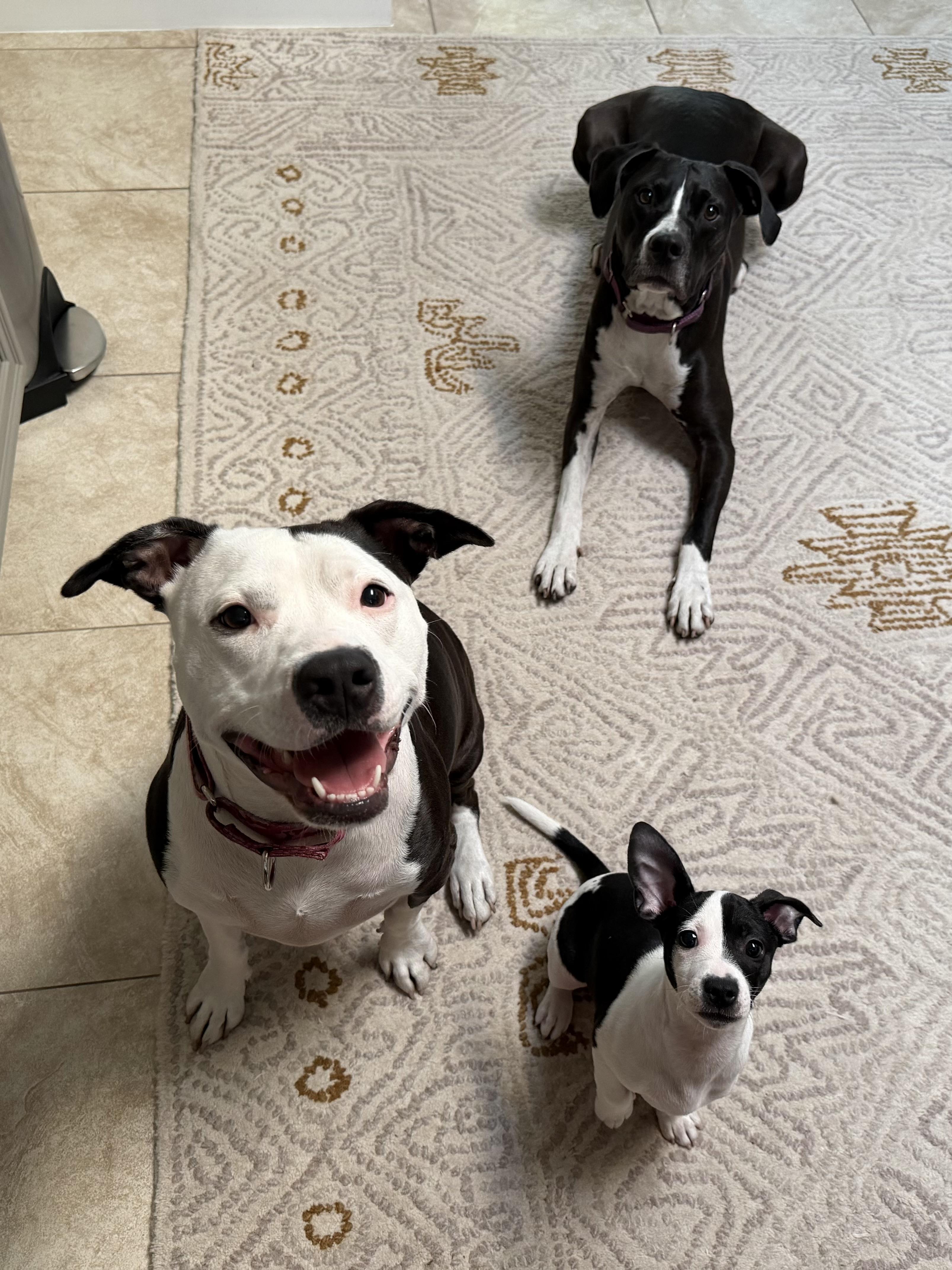 Enlarge Maci, a ADOPTABLE mixed breed in Palm springs, FL image 2/2