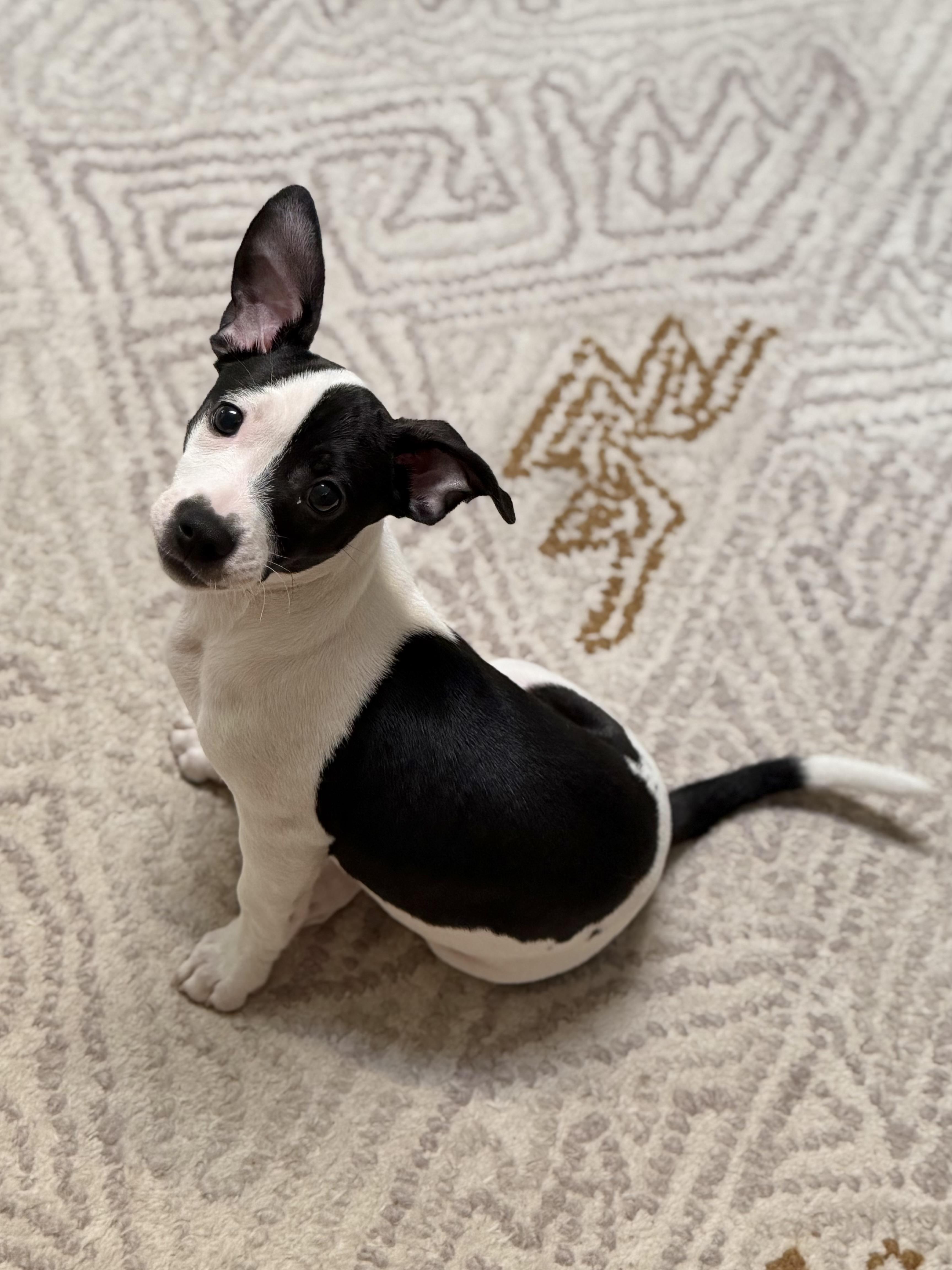 Enlarge Maci, a ADOPTABLE mixed breed in Palm springs, FL image 1/2