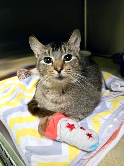 Chalupa Batman, Adoptable, Young Male Domestic Short Hair & Domestic Short Hair.