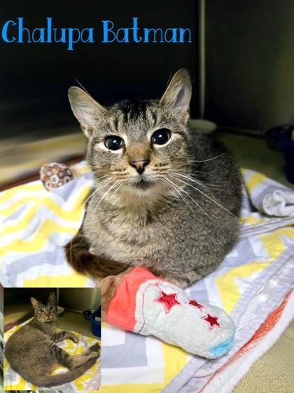 Enlarge Chalupa Batman, a Adoptable mixed breed in Longview, TX image 2/3