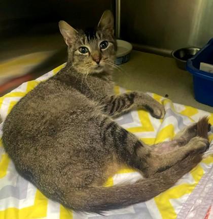 Enlarge Chalupa Batman, a Adoptable mixed breed in Longview, TX image 3/3