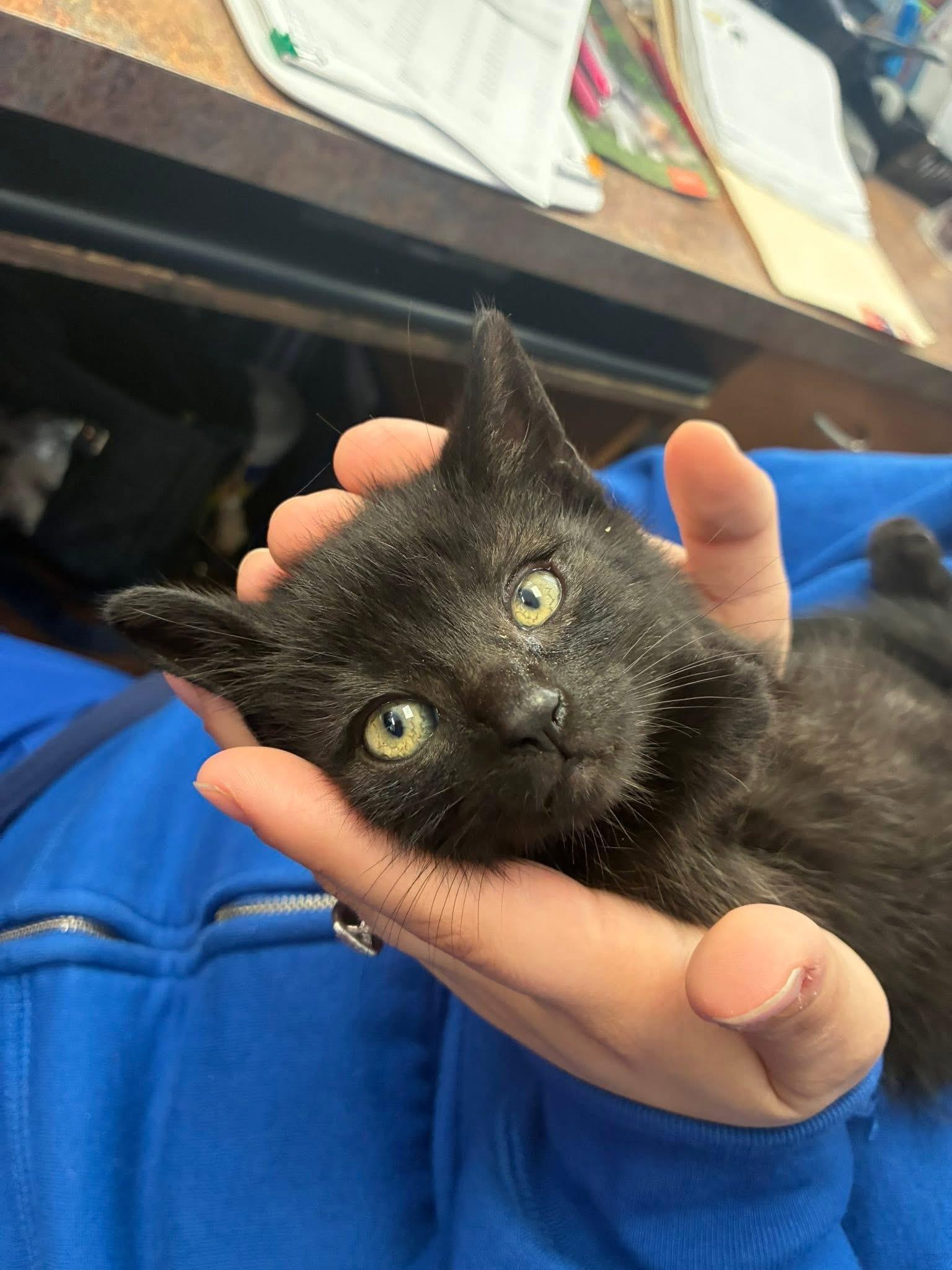 Pollen, a ADOPTABLE Domestic Short Hair in Grosse Pointe Park, MI image 2/4
