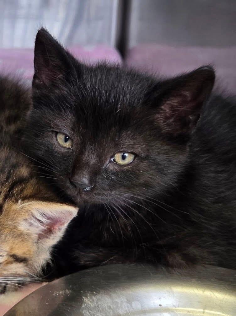 Pollen, ADOPTABLE, Kitten Male Domestic Short Hair.