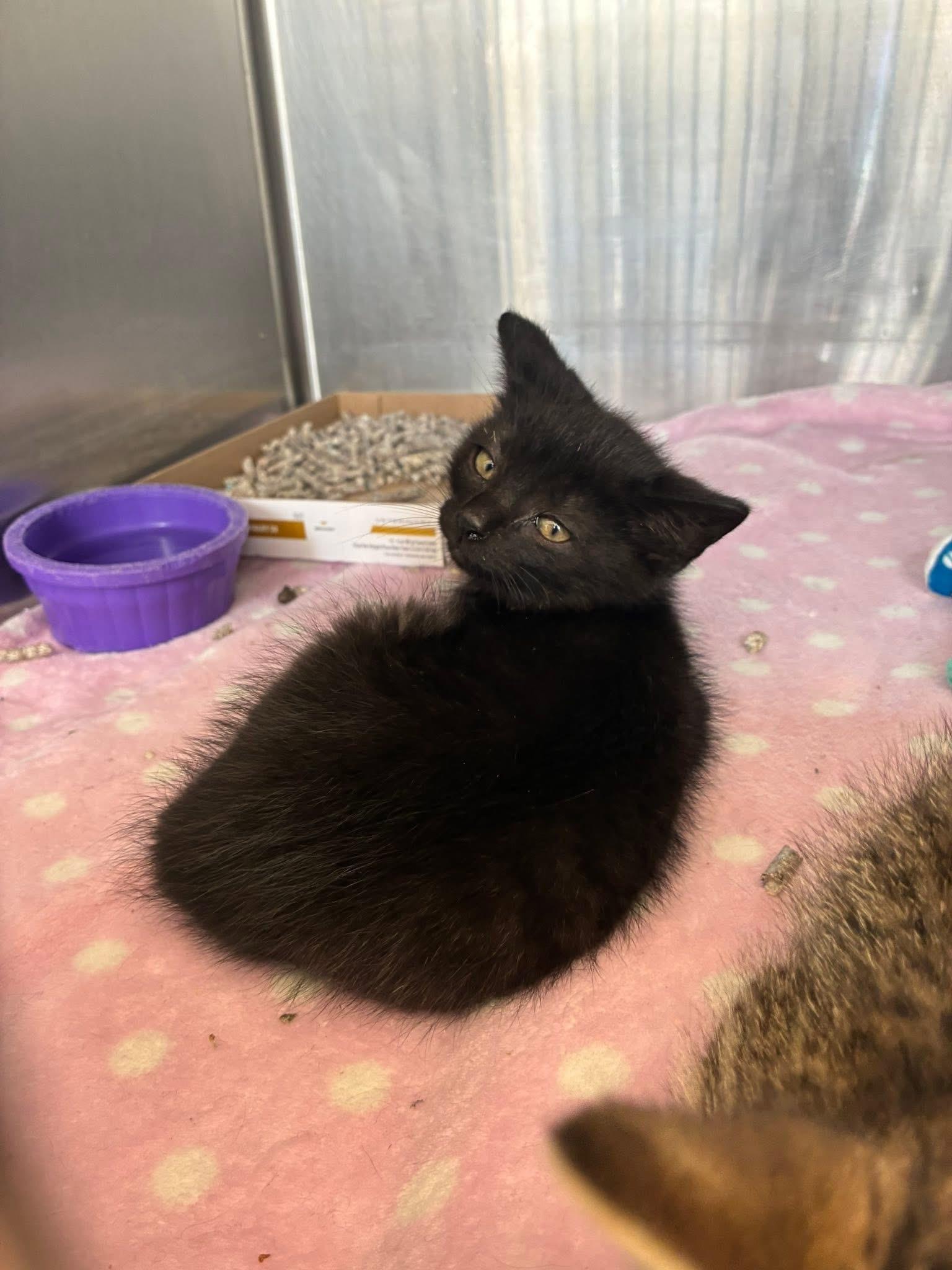 Pollen, a ADOPTABLE Domestic Short Hair in Grosse Pointe Park, MI image 4/4