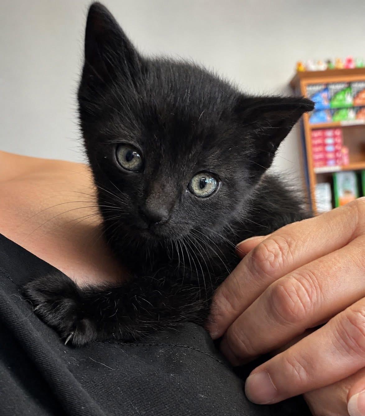 Pollen, a ADOPTABLE Domestic Short Hair in Grosse Pointe Park, MI image 3/4