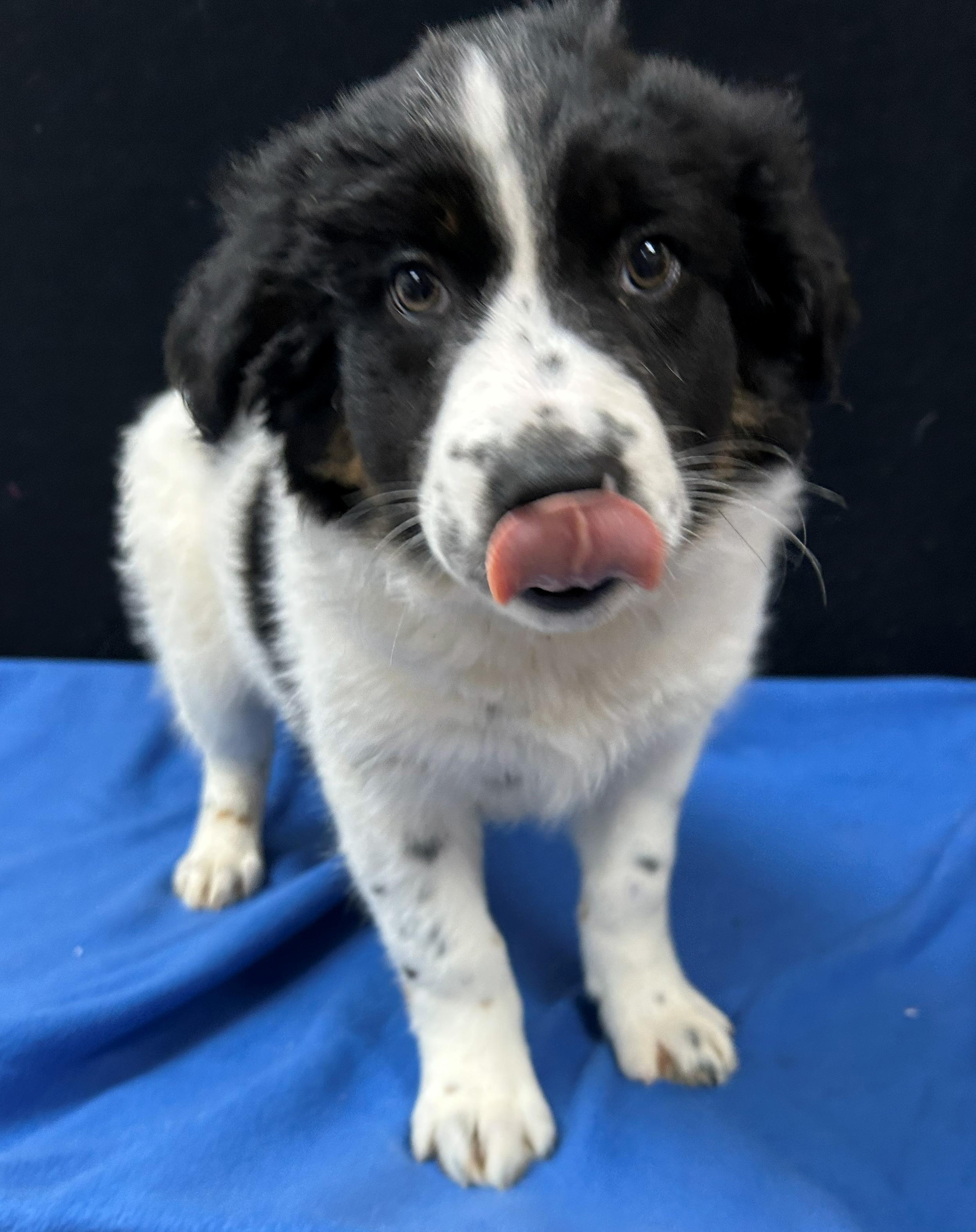 Guernsey, Adoptable, Puppy Male Mixed Breed.